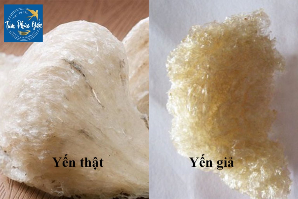 Yến sào giả thường được làm bằng tảo, rong biển, gelatin…