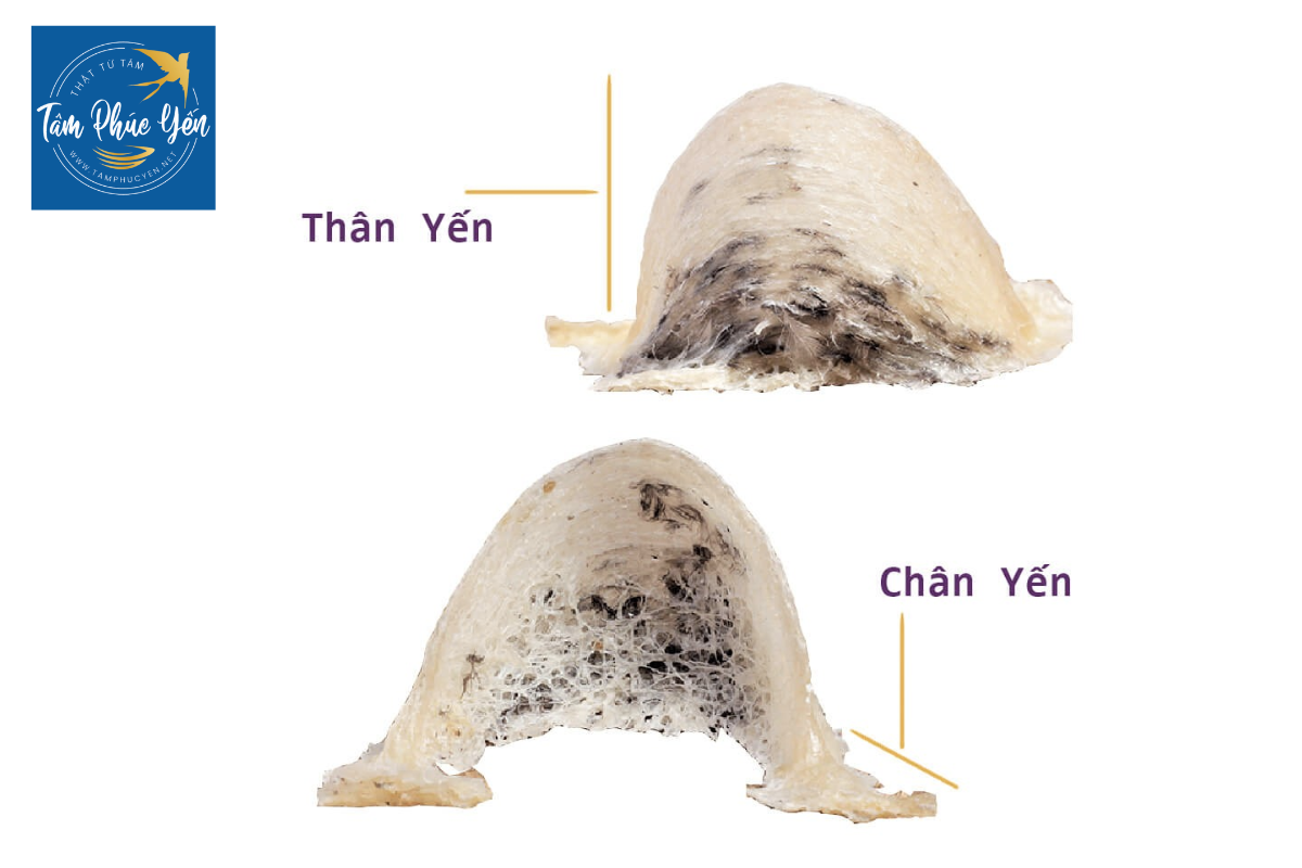 Chân tổ yến nhà là bộ phận cố định, là nền móng cho tổ yến