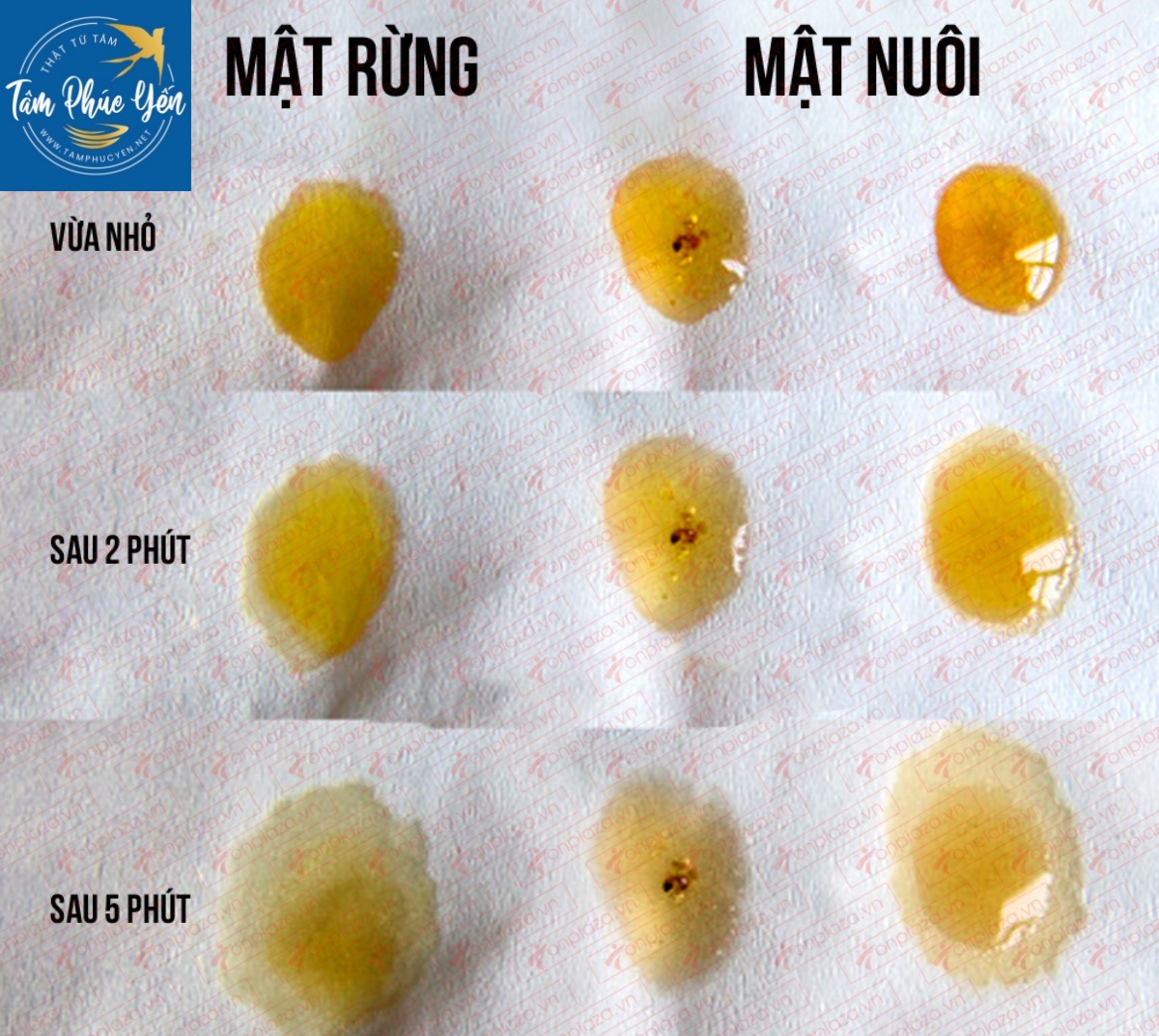 Cách phân biệt mật ong giả và mật ong thật bằng giấy thấm hút